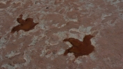 PICTURES/Dinosaur Tracks/t_Tracks6.JPG